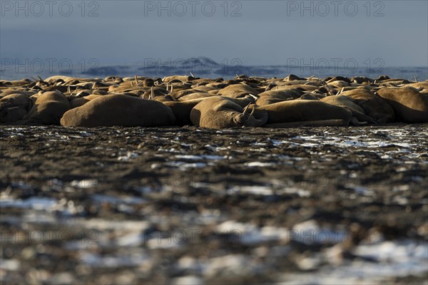 Walruses (Odobenus rosmarus)