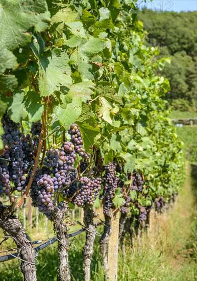 Blue grapes