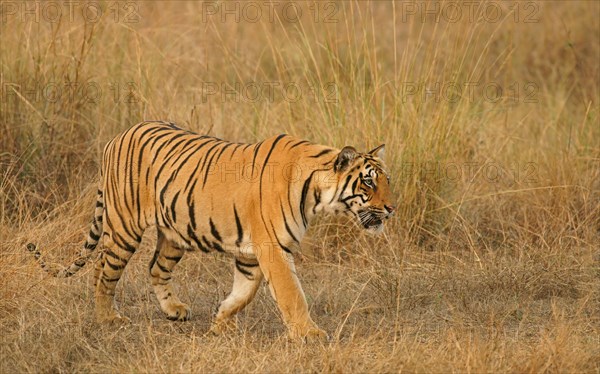 Bengal tiger (Panthera tigris tigris)