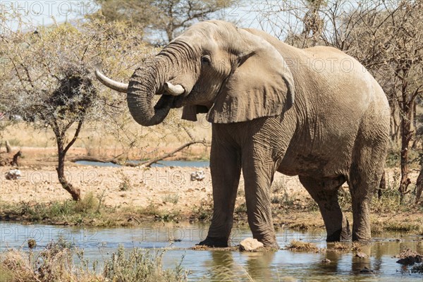 Elephant bull (Loxodonta africana) at the waterhole