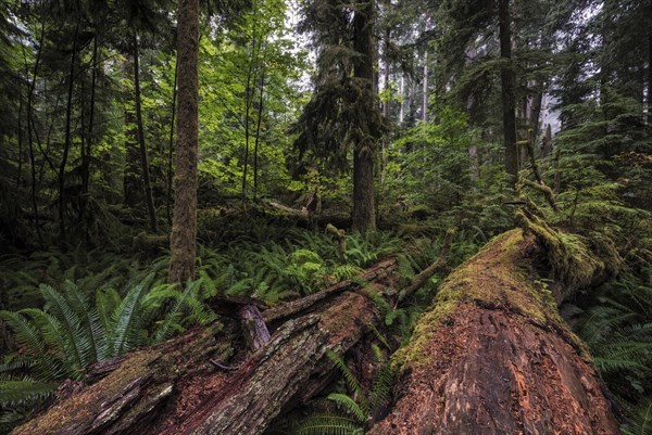 Dense vegetation