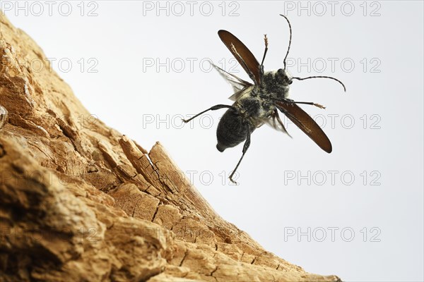 Old-house borer (Hylotrupes bajulus)
