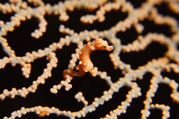 Denise's pygmy seahorse (Hippocampus denise)