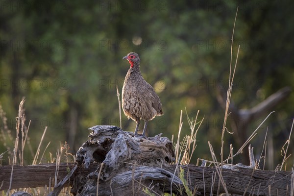 Swainson's spurfowl (Francolinus swainsonii) is standing on deadwood
