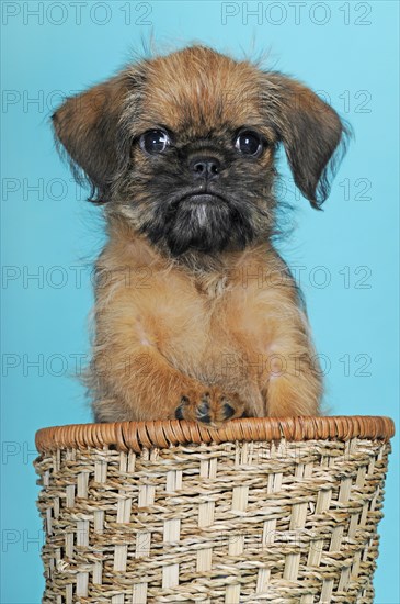 Brussels Griffon