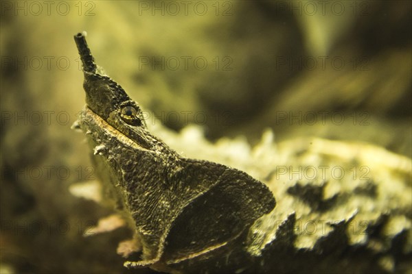 Animal portrait of a mata mata (Chelus fimbriatus)