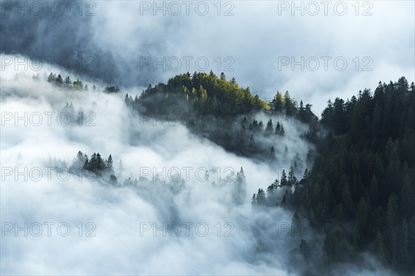 Mountain forest with early morning fog