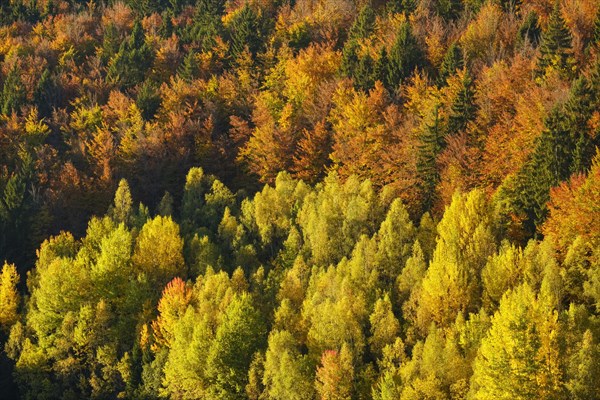 Autumnal mixed forest