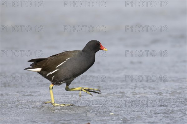 Common moorhen (Gallinula chloropus) runs over ice rink