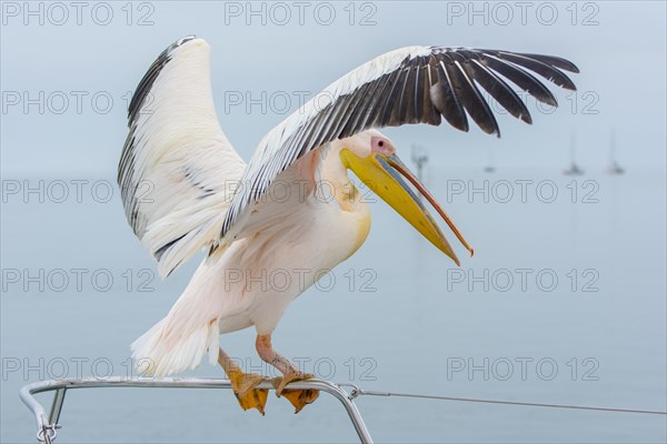 Great white pelican (Pelecanus onocrotalus) sits on railings with open wings
