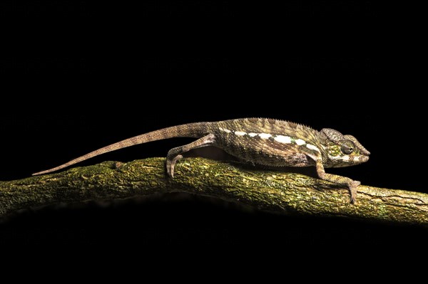Young Parson's chameleon (Calumma parsonii
