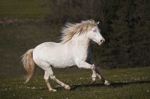 Welsh-Pony