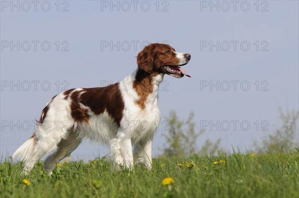 Irish Red and White Setter