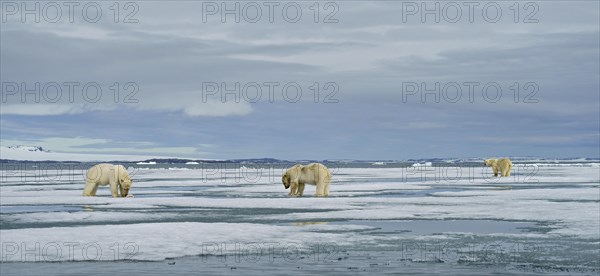 Polar bears (Ursus maritimus)