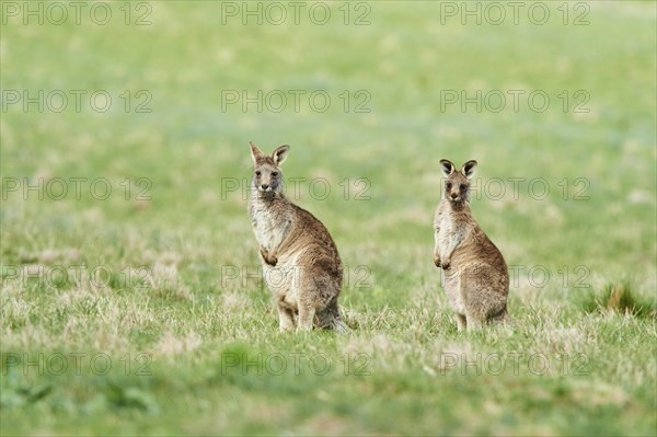 Eastern grey kangaroos (Macropus giganteus) on a meadow
