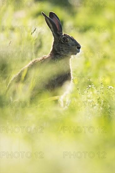 European hare