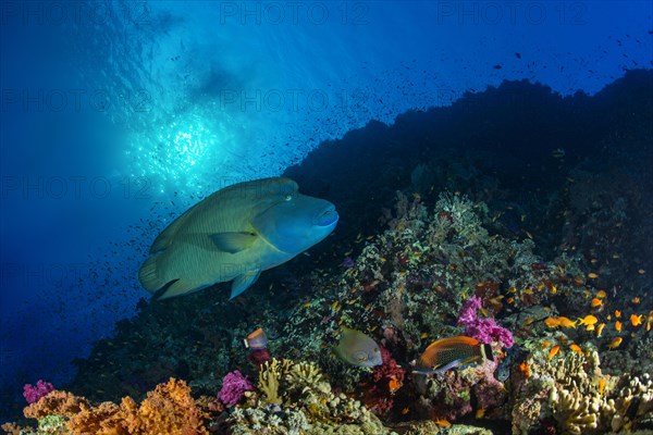 Humphead wrasse