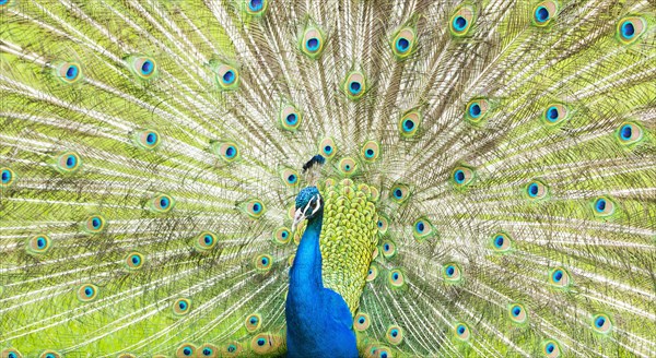 Blue Peafowl