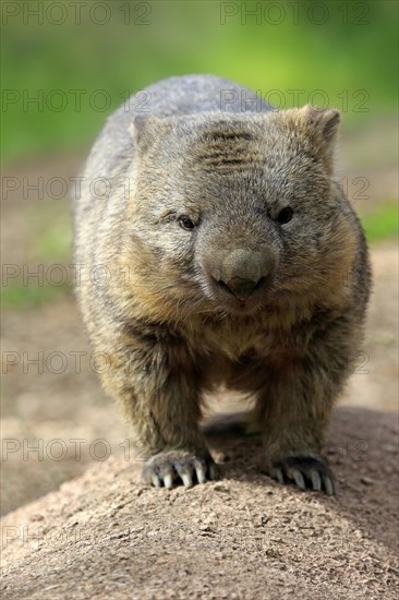 Common wombat