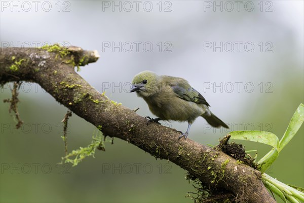 Palm tanager