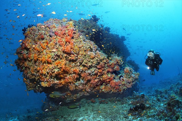 Diver