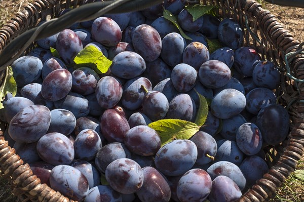 Freshly picked plums