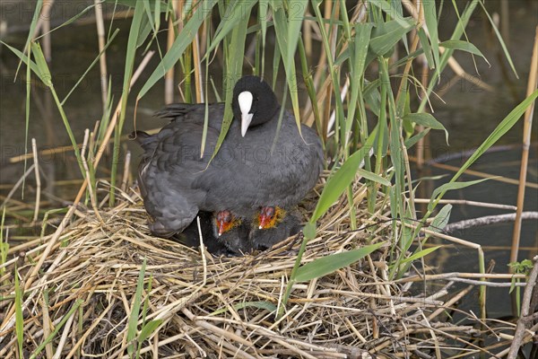 Coot