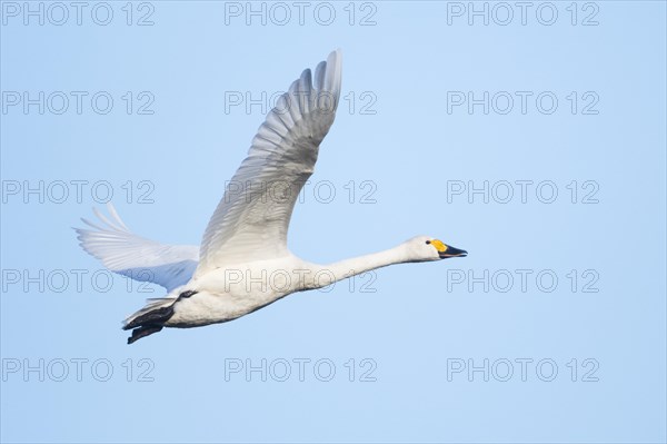 Bewick's swan