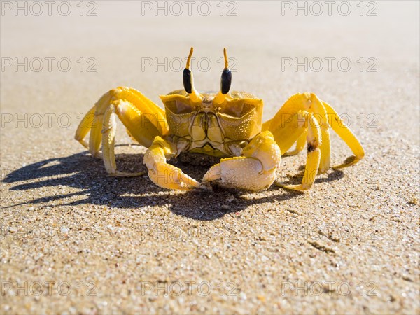 Ghost crab