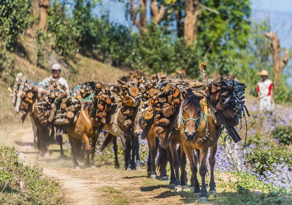 Horses carrying firewood