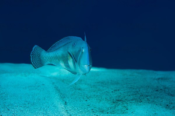 Pearly Razorfish