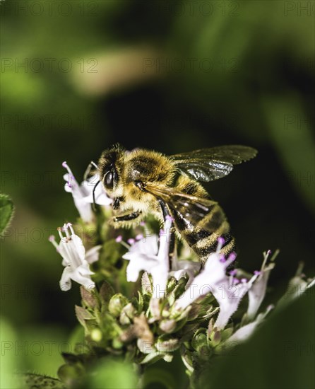 European honeybee