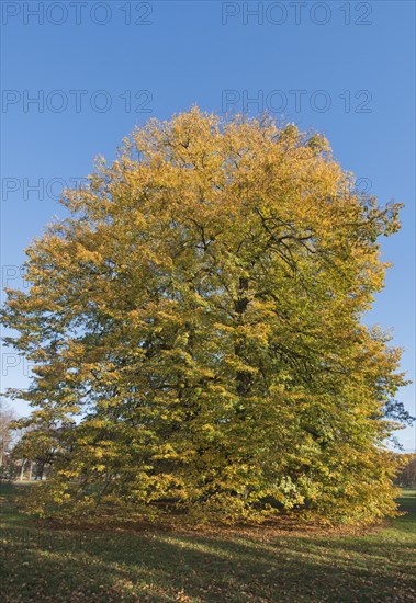 Old Small-leaved Lime