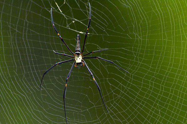 Northern golden orb weaver