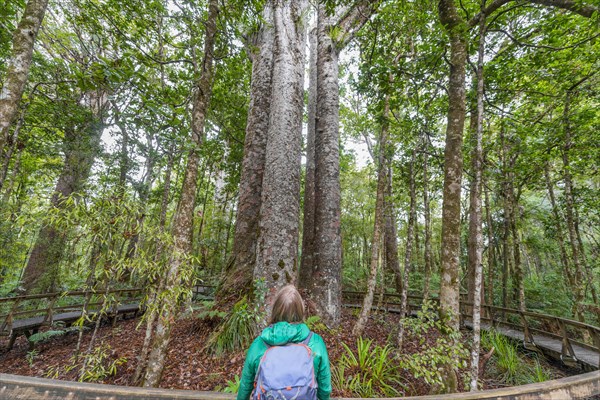 Tourist in front of four Kauri trees