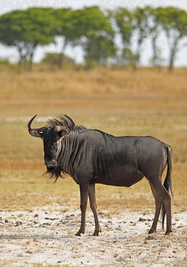 Widebeest