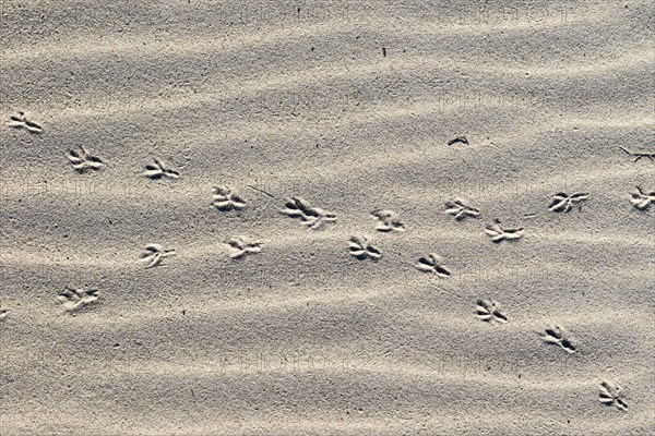 Crossed over animal tracks in the sand