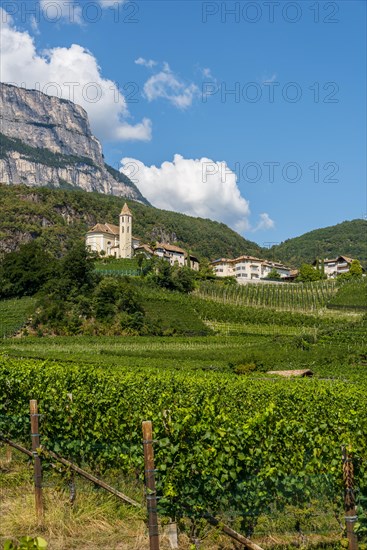 Vineyard