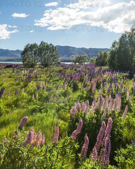 Purple large-leaved lupins