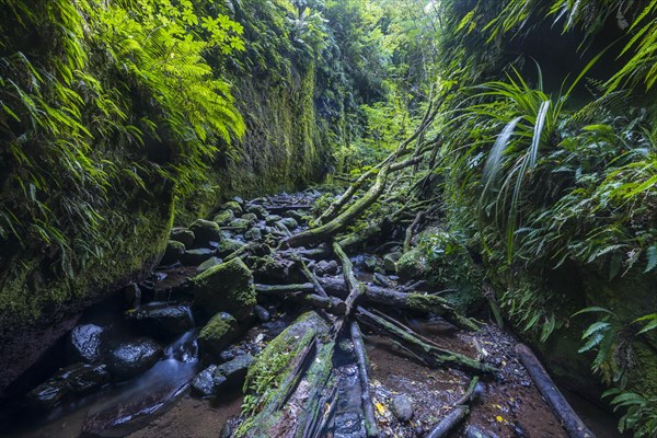 Gorge overgrown with ferns and moss