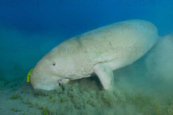 Sea Cow