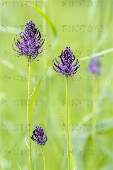 Black Rampion
