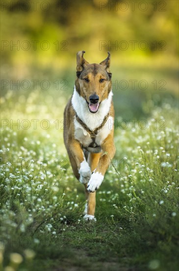 Shorthair collie runs across a meadow