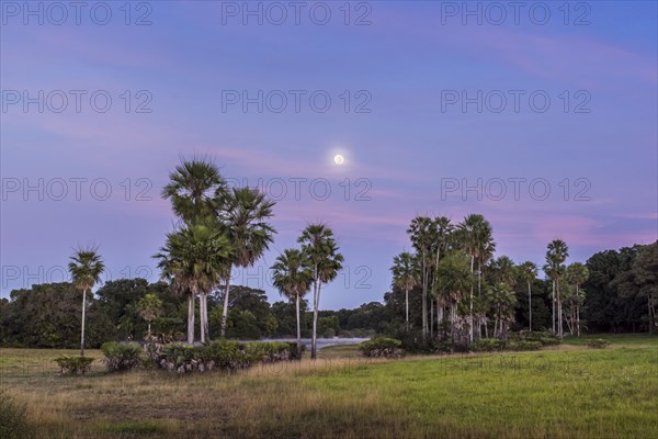 Landscape with moriche palm trees in the southern Pantanal