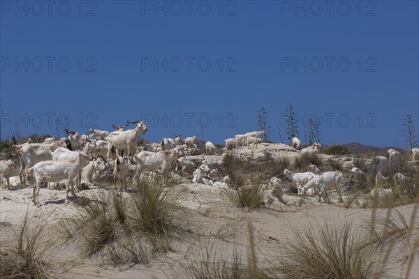 Goat herd