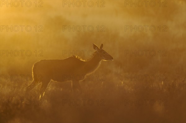 Greater Kudu