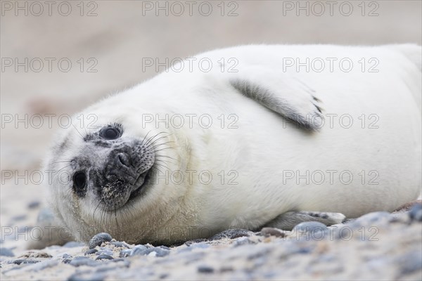 Gray seal