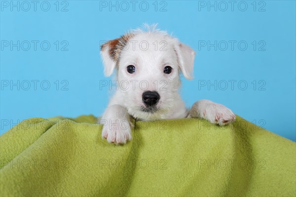 Parson Russell Terrier