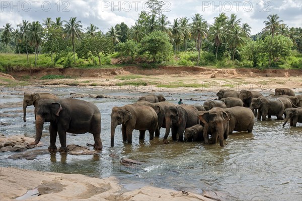 Asian or Asiatic elephants