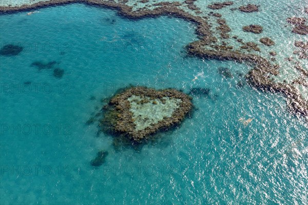 Coral Reef